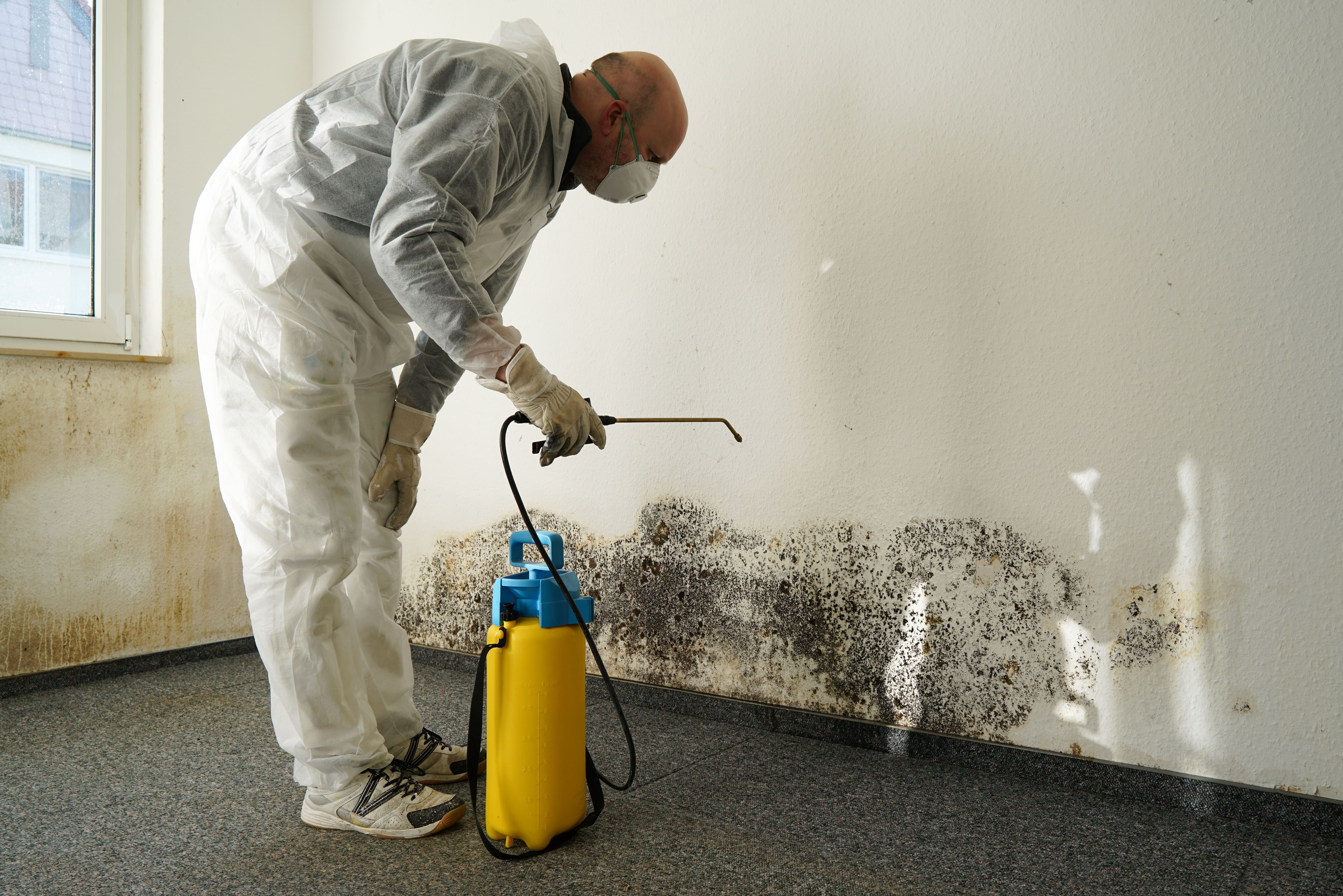 Mold And Renters Insurance Seven Things You Must Know