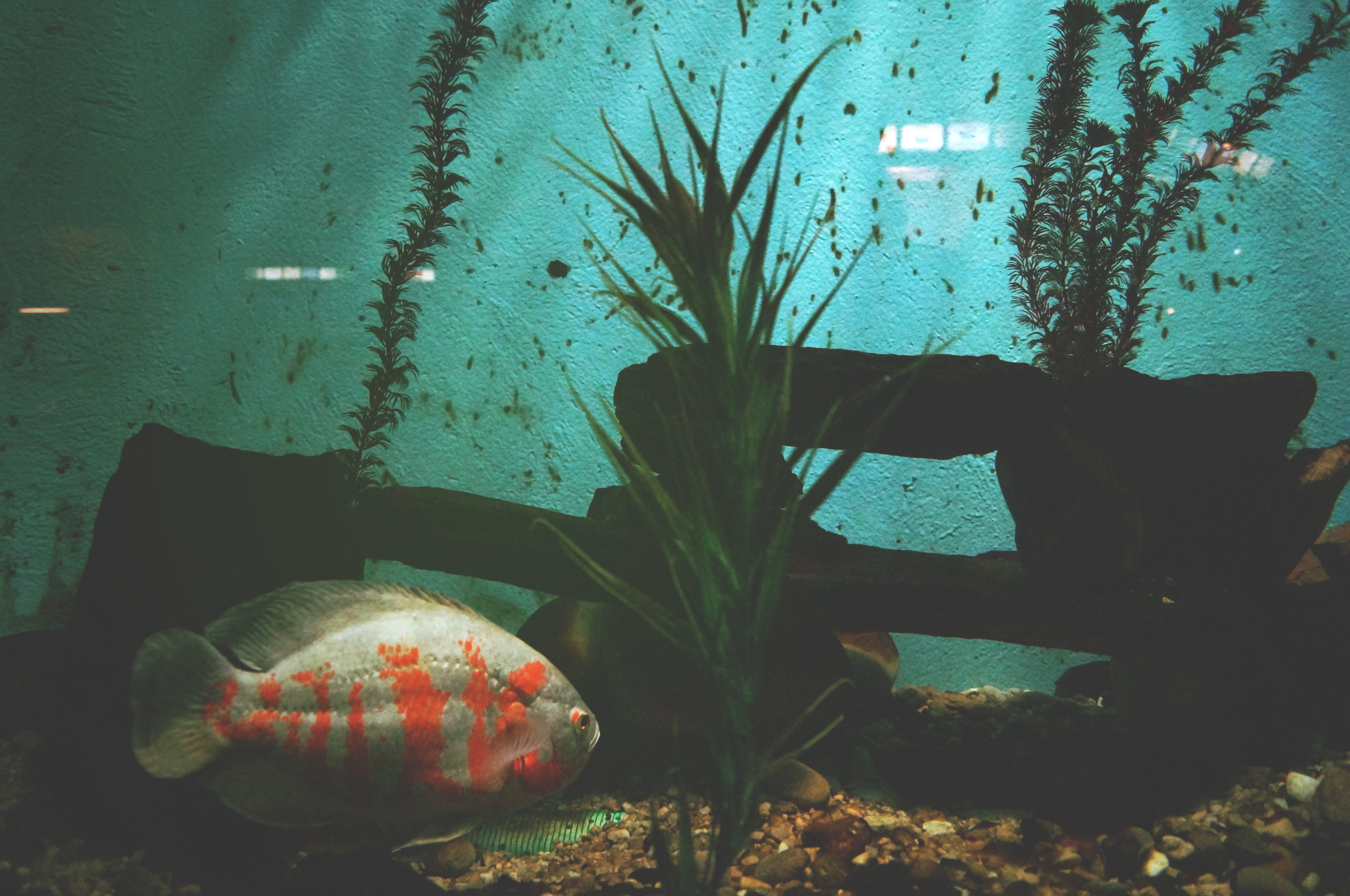 Are Aquariums Covered By Renters Insurance