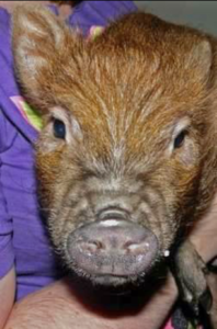 Bacon is a Vietnamese potbelly pig who loves popcorn. One year he took down the Christmas tree because it had a popcorn string on it...