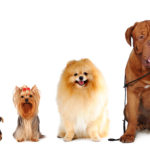 small dog medium dog large dog group of different dog sizes
