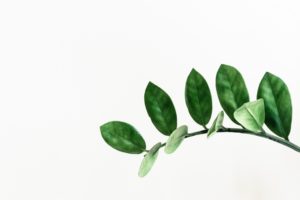 Image of a Zamioculcas zamiifolia plant on a solid white background